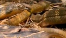 Cận cảnh rắn độc nuốt chửng đồng loại