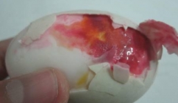 Kinh hãi trứng vịt luộc chín vẫn ứa máu đỏ tươi