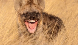 Cho linh cẩu cắn 'của quý' để cầu may