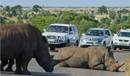 Tê giác điên cuồng tấn công ô tô đi đường