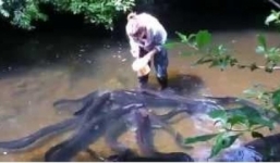 Cận cảnh đàn lươn khổng lồ tung tăng dạo chơi