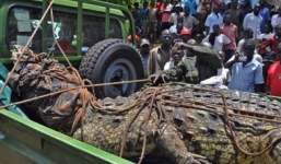 Bắt sống cá sấu 80 tuổi khổng lồ ăn thịt người hàng loạt 