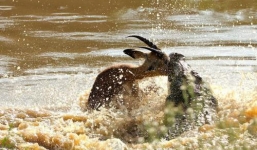 Linh dương thoát chết ngoạn mục trước hàm cá sấu khổng lồ