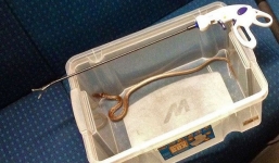 Rắn xuất hiện trên tàu, 450 hành khách phải sơ tán 