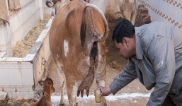 Nước tiểu bò cái 'còn trinh' chữa ung thư, hói đầu