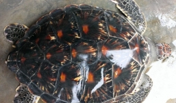 Bắt được rùa biển quý hiếm có nguy cơ tuyệt chủng