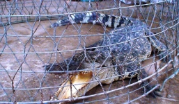 Cá sấu vùng vẫy trên đường phố ngập lụt