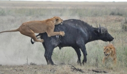 Đàn trâu rừng quần nhau với sư tử hung dữ giành mạng sống