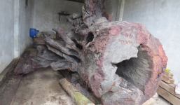 Đi rừng phát hiện 3 cây sưa 'khủng' giá trị hàng chục tỷ đồng