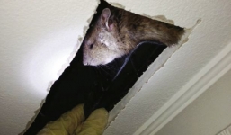 Kinh hoàng phát hiện chuột khổng lồ trên gác xép