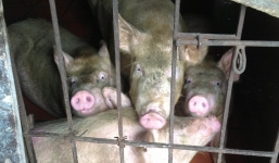 Lợn nuôi nước gạo, cua lấm lem bùn hút khách thành phố