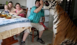 Rùng rợn nuôi hổ dữ trong nhà như nuôi mèo