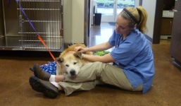 Chó cưng lang thang 5km tìm chủ cũ mất tích sau lở đất