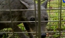 Xuất hiện “quỷ hút máu dê” huyền thoại tại Mỹ