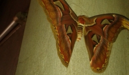 Đổ xô đi xem bướm lạ hình đầu rắn ở Bắc Giang