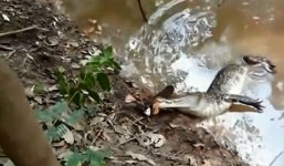 Video Lươn điện khổng lồ 'hạ gục' cá sấu trong vòng 1 phút