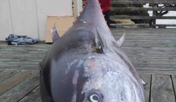 Câu được cá ngừ 'khổng lồ' trị giá 40 tỷ đồng