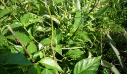 Lá ngón và những cái chết đau thương