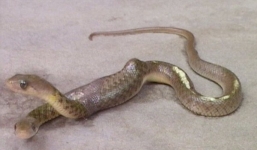 Phát hiện rắn hai đầu kỳ lạ