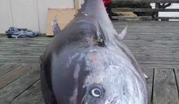 Câu được cá ngừ khổng lồ có giá 40 tỷ đồng