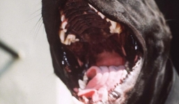 Bé trai 5 tuổi bị chó hàng xóm cắn chết