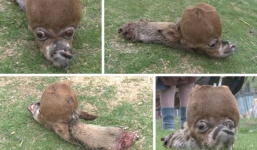 'Quái vật thành tinh' xuất hiện