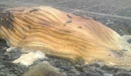 Xác voi 'khủng' nặng 3 tấn, dài 10m trôi dạt vào bờ biển