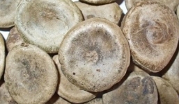 Sự thật về cây 'tử thần' gieo rắc nỗi kinh hãi ở Củ Chi