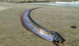 'Quái vật' biển dự đoán động đất dạt vào bờ