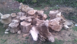 Phát hiện ngôi mộ cổ chôn cá Voi có niên đại hàng trăm năm