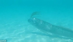 Video: 'Quái vật' biển dự báo động đất bơi gần bờ