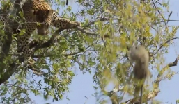 Xem báo đốm bắt khỉ như hái trái cây