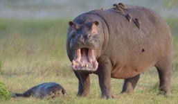 Nhói lòng bức ảnh hà mã đau đớn khóc bên xác con