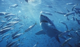 Rùng mình hàng ngàn con cá mập đuổi theo tàu biển