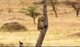 Clip Lợn rừng 'khủng' tấn công báo đốm