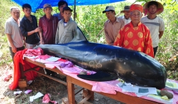 Cá Ông có hoa văn lạ, nặng 300kg dạt vào bờ