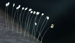 Clip phát hiện hoa Ưu Đàm 3000 năm nở một lần tại Đà Nẵng