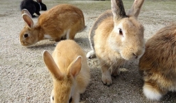 Cận cảnh 'đảo Thỏ' siêu đáng yêu ở Nhật Bản