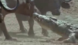 Tấn công hụt, cá sấu bị trâu rừng lôi lên bờ