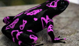 “Choáng” trước những loài động vật ngỡ tưởng đã qua chỉnh sửa Photoshop