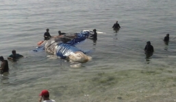 Cá voi 5 tấn được an táng tại đảo Lý Sơn