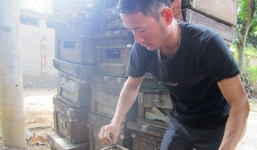 Nuôi ong lấy mật thu 2 tỷ mỗi năm