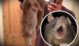 Anh: Nhiều thành phố khốn đốn vì nạn chuột khổng lồ 