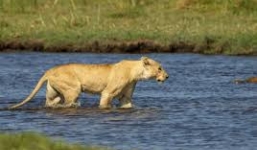 Sư tử mẹ khóc thảm tìm con ở đầm cá sấu