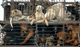 Tranh cãi nảy lửa về chuyện 'ăn thịt chó' của Huyền Chip