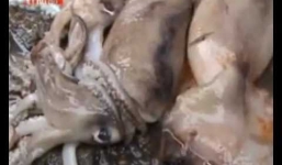 Sốc nặng: Clip mực hôi thối biến thành mực tươi trắng nõn