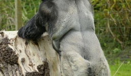 Khỉ đột gây sốc vì dáng đi đứng thẳng giống hệt người