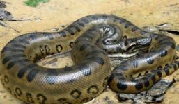 Báo đốm mẹ bất lực chứng kiến con bị trăn khổng lồ nuốt chửng