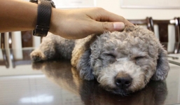 Táo tợn cướp chó cưng ngay trên tay nhân viên đại sứ quán