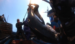 Cận cảnh săn cá nhà táng bằng kiểu 'độc' của ngư dân